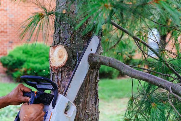 How Our Tree Care Process Works  in Baldwin, WI